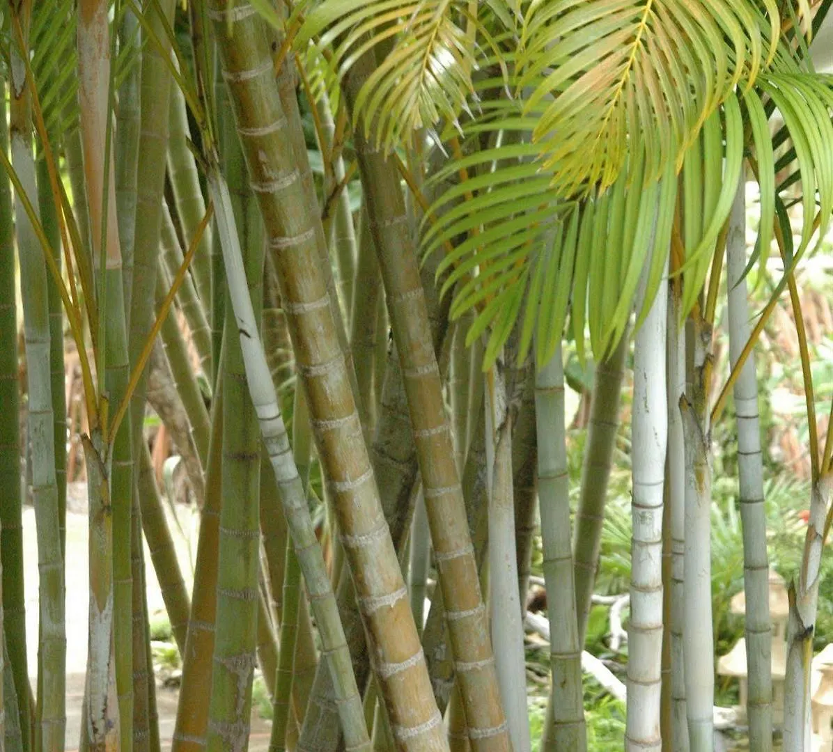 Hotel La Metisse Saint-Francois  Guadeloupe